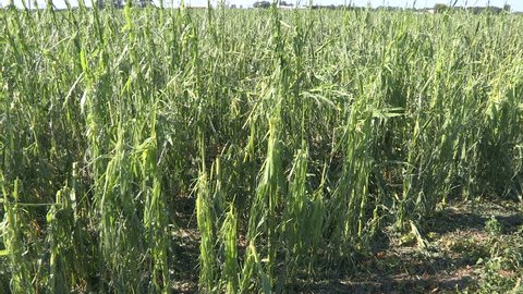Chatham, Ontario, Canada July 2017 Corn crop damaged and destroyed by hail storm on farm