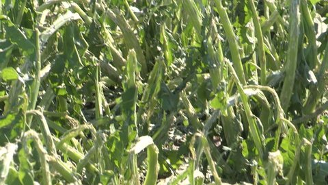 Chatham, Ontario, Canada July 2017 Corn crop damaged and destroyed by hail storm on farm