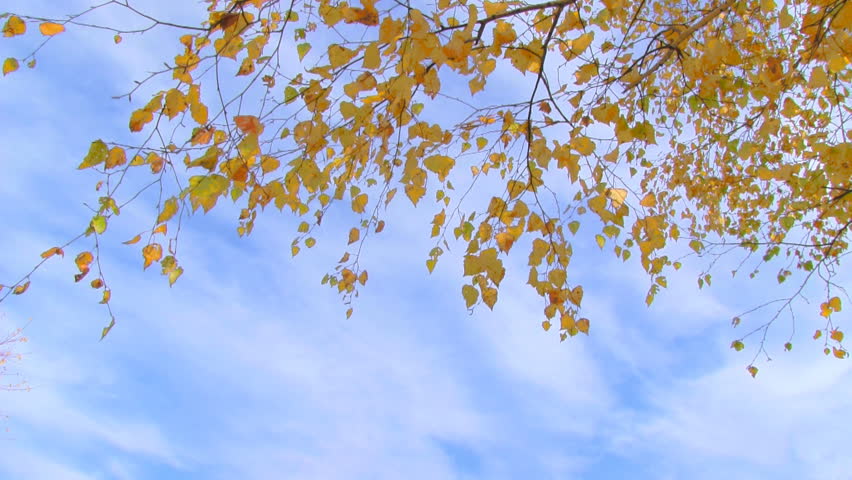 birch branch with yellow leaves on cloudy sky 