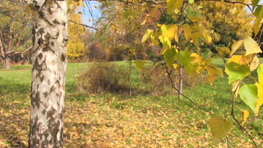 autumn landscape with birch tree 