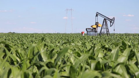 Oil Pump Jack in a Corn Field