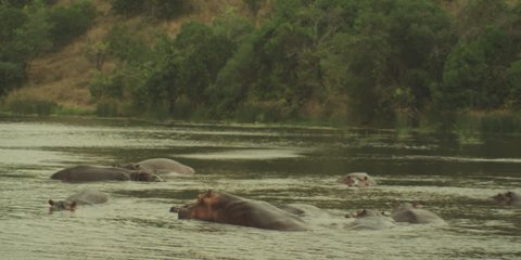 Hippos run through water
