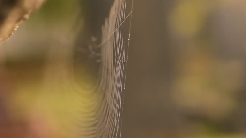 Spider's Web rack focus
