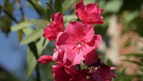 Beautiful dogbane family pink flower 4K 2160p 30fps UltraHD footage - Close up of Nerium oleander plant 3840X2160 UHD video