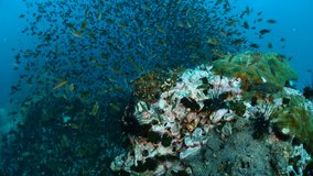  Reef and Marine life in Chumphon dive site, Thailand - Powered by Shutterstock - Get 15% off with code: PIKWIZARD15
