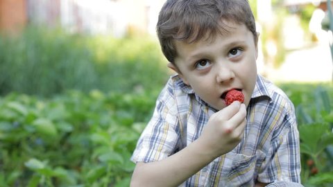Happy little boy eating strawberry in the garden at the day time