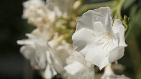 Nerium oleander shrub shallow DOF 4K 2160p 30fps UltraHD footage - Beautiful white dogbane family flower 3840X2160 UHD video