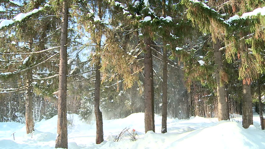 winter forest the wind snow falls from branches