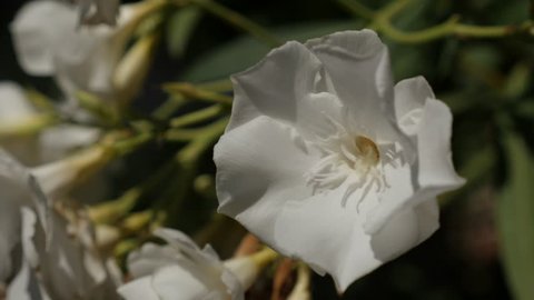 Shallow DOF Nerium oleander shrub 4K 2160p 30fps UltraHD footage - Beautiful white dogbane family flower 3840X2160 UHD video