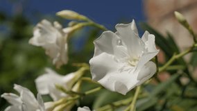 Nerium oleander plant shallow DOF 4K 2160p 30fps UltraHD footage - Close-up of dogbane family flower and blue sky 3840X2160 UHD video
