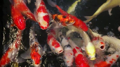 Fancy Carps Fish or Koi Swim in Pond, Movement of Swimming and Space
