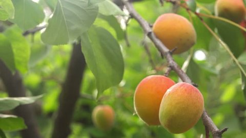 Ripe apricot fruit tree branch in orchard