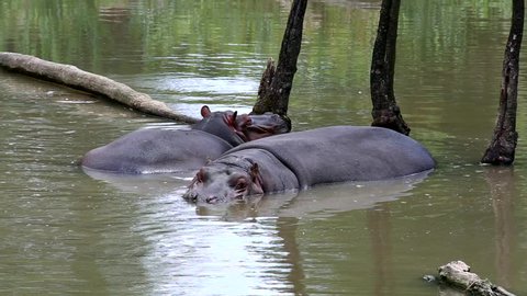 Hippopotamus Lat Hippopotamus Amphibius Mostly Herbivorous Stock ...