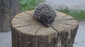 Hedgehog walks on round wooden stump outdoors
