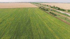 Overflight over yellow wheat and sunflower fields, aerial video / Wheat and sunflower fields, aerial video
