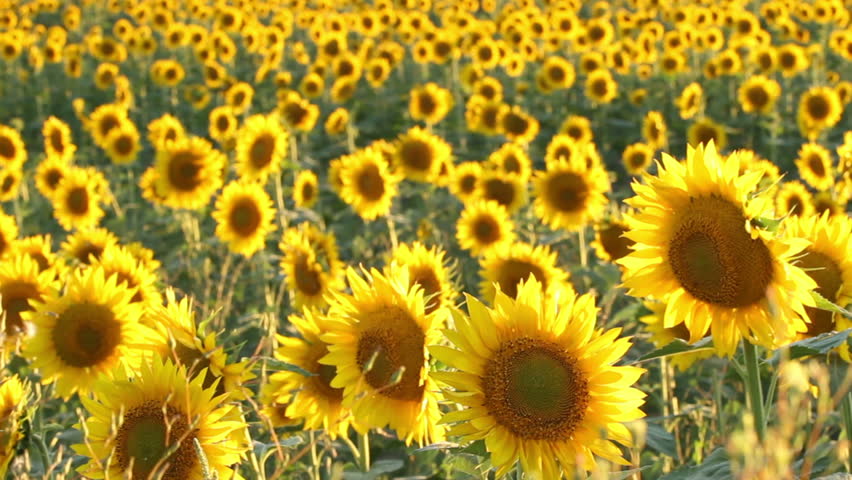 Slow pan of field of sunflowers in eastern Colorado. HD 1080p.