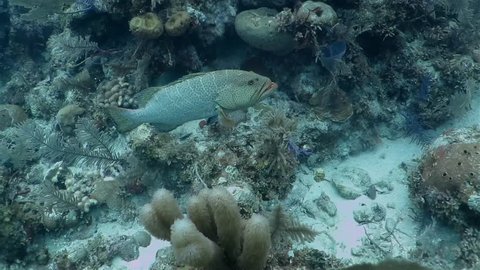 A big grouper floating near coral reef , Caribbean sea, Cuba. Slow motion