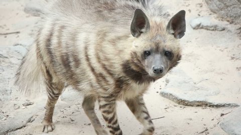 striped hyena goes and looks