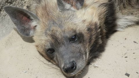 Funny striped hyena lies, close-up
