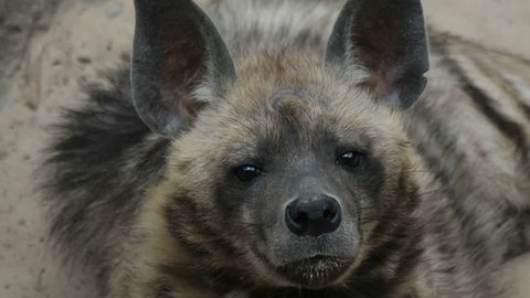Striped hyena looks, close-up