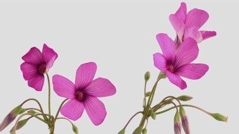Blooming Flowers Time Lapse, Oxalis articulata