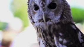 HD footage clip of owl - closeup