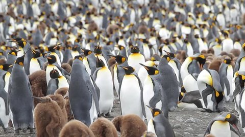 King penguin colony, Sandy Bay, Macquarie Island, Sub Antarctic Islands,