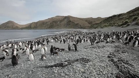 King penguin colony, Sandy Bay, Macquarie Island, Sub Antarctic Islands, Stock Video