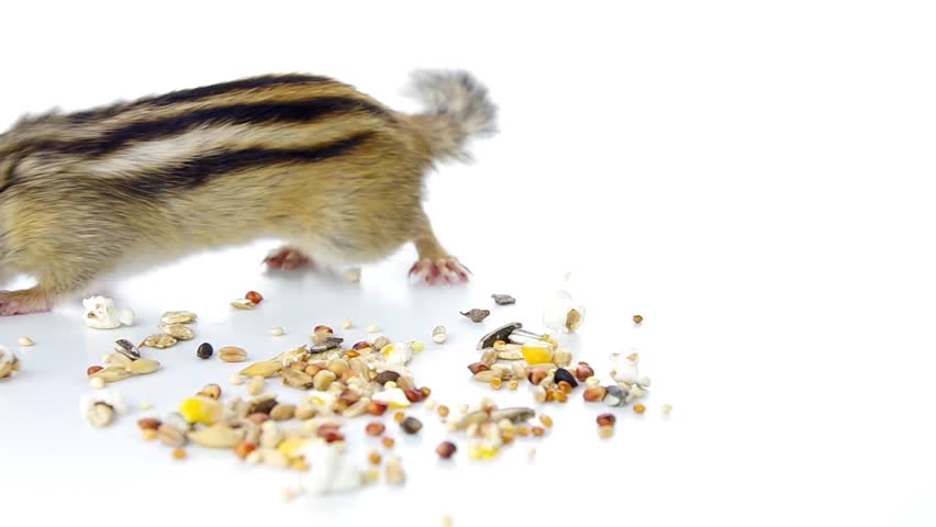 Chipmunk eating pet food
