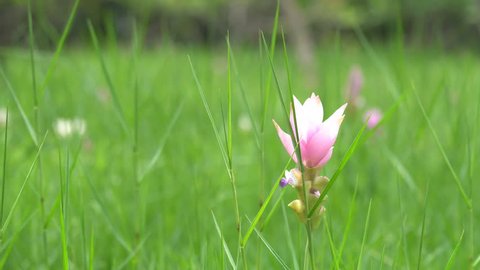 Close up nature of flower, natural pink flower plants call "Tulip Siam"