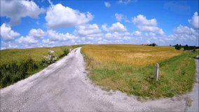 A country road in Poland along a field of golden grain under a bright blue sky. 