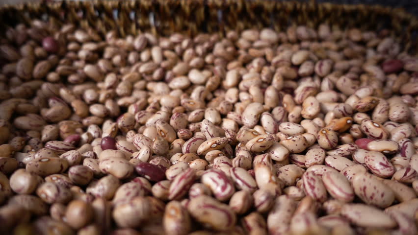 Nature, Food, Organic: Fresh beans fall into the basket- slow motion