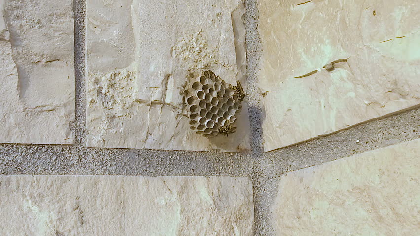 Slow motion video of Wasps building a hive