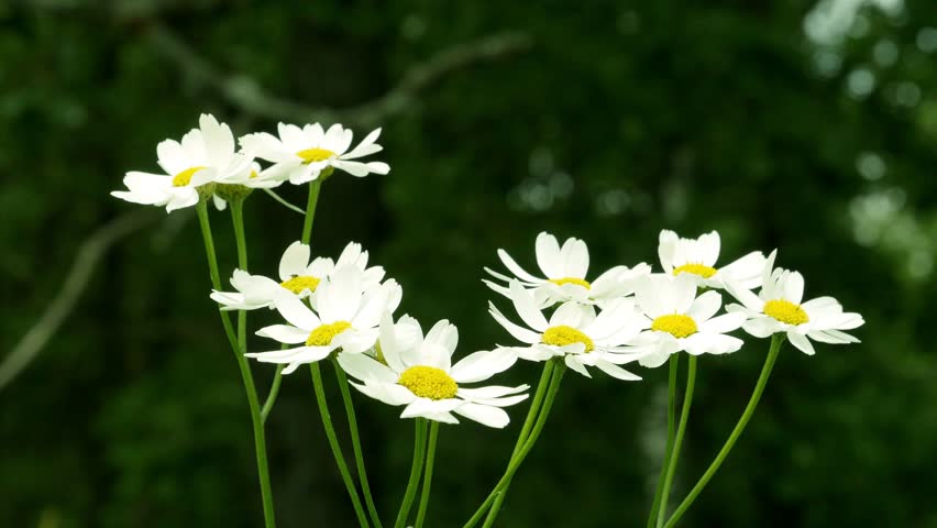 Beautiful nature scene with blooming chamomiles.Beetle Rose Chafer or Chafer (Cetonia  on a chamomiles. flower4K 3840X2160 UltraHD footage 