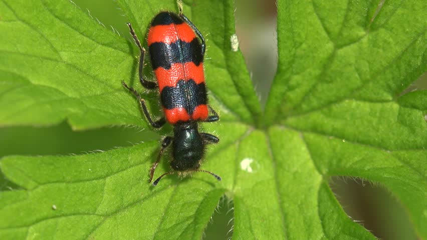 Black Bug With Red Stripes On Wings Mavieetlereve