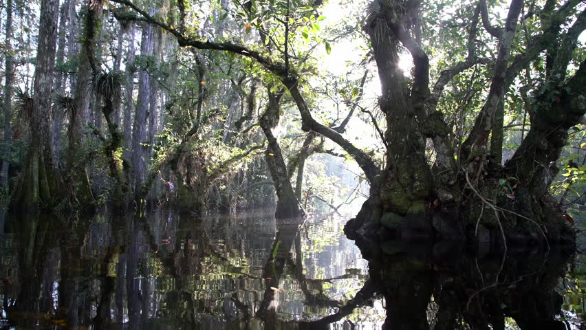 Everglades, Florida-2010s: Panning shot through a foggy swamp in the Everglades.