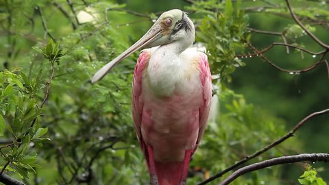 Everglades, Florida-2010s: A roseate spoonbill preens on a branch in the Florida Everglades.