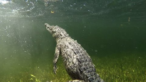 2010s: Remarkable shot of an alligator swimming underwater.