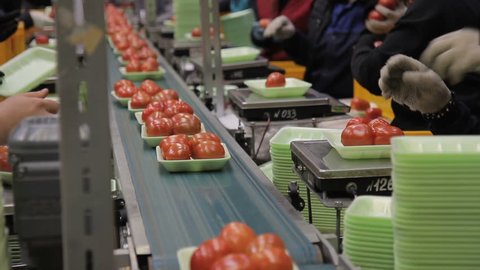 Strawberries On Conveyor Belt On Packing Stock Photo (Edit Now) 505287181