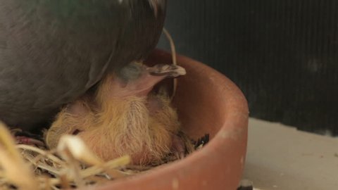 homing pigeon birds feeding hatch in home nest
