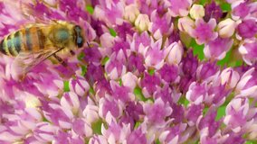 Wasp collects pollen on a sedum flower late summer day. (av40702c)