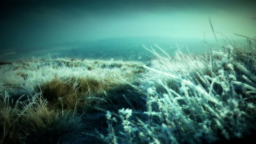 Low down shot of frosty grass HD stock footage.