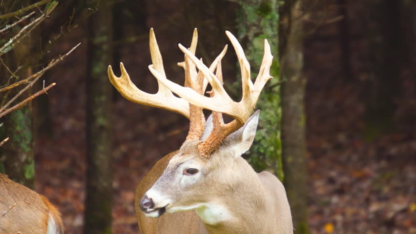 Whitetail Deer mature buck with record book antlers,Whitetail Deer (Odocoileus