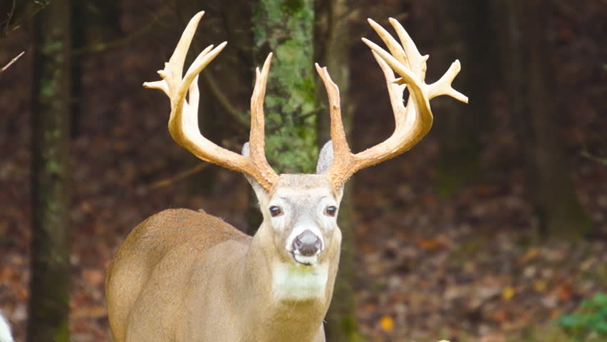 Whitetail Deer mature buck with record book antlers,Whitetail Deer (Odocoileus