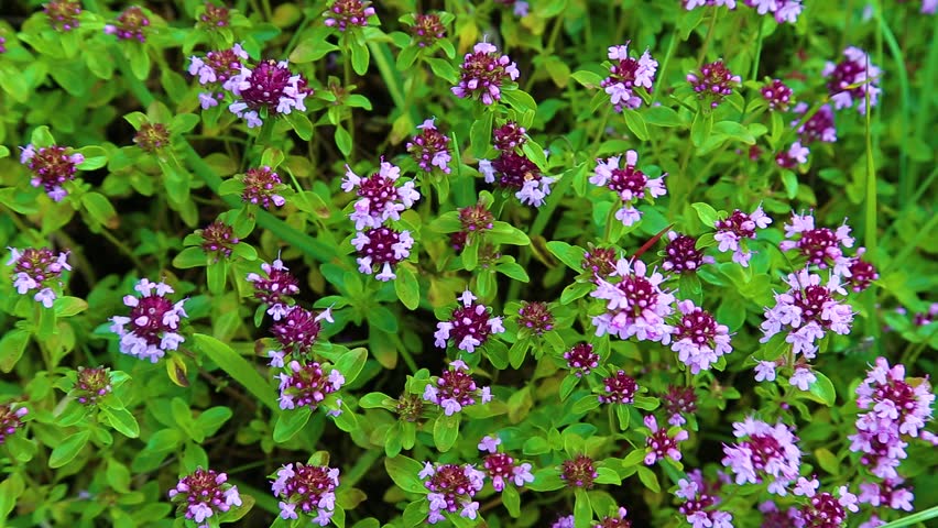 thyme purple flowers