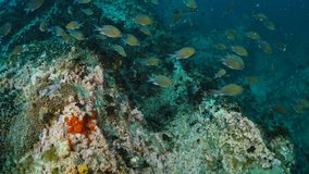  Reef and Marine life in Chumphon dive site, Thailand. - Powered by Shutterstock - Get 15% off with code: PIKWIZARD15