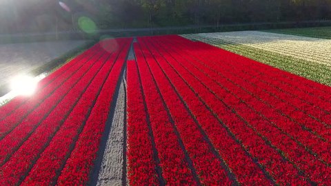 Aerial footage flying over bright red tulip field showing straight rows of beautiful colored red flowers an important export product from Holland The Netherlands mostly found in Lisse near Amsterdam