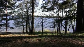 Russian forest and beautiful green trees with a lake view. Video full hd.