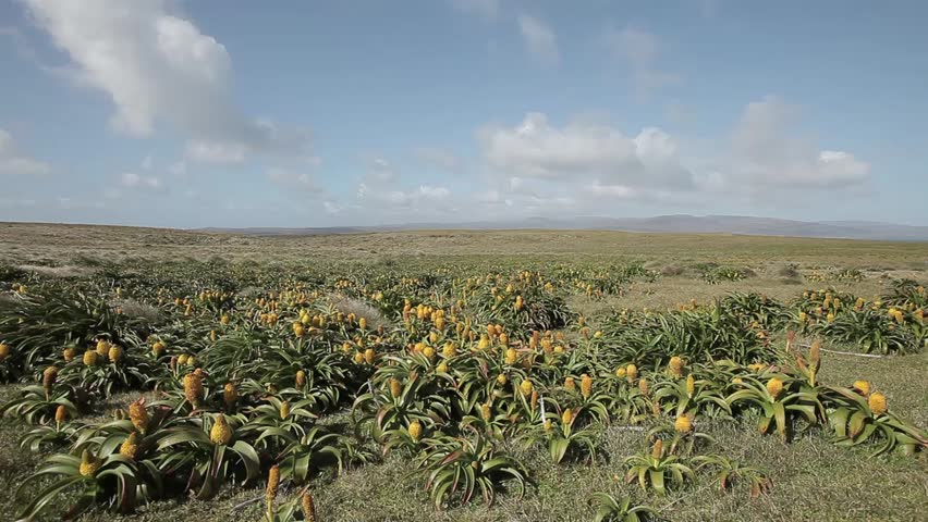 wind blown vegetation on Enderby Island one of the Auckland Islands, sub Antarctic islands.