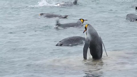 King Penguin colony, Sandy Bay, Macquarie Island, Sub Antarctic Island, Australia